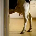 http://sieterayos.cl.s111061.gridserver.com/wp-content/uploads/videos/tetra_cow.mp4